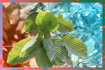 Kratom Addiction