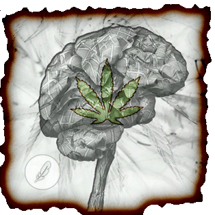 Effects of Marijuana on the Brain and Cognition
