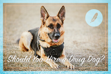 Should You Hire a Drug Dog?