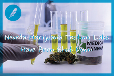 Testing marijuana buds for the extraction of medicinal oil